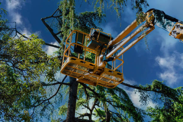 How Our Tree Care Process Works  in  Fairforest, SC