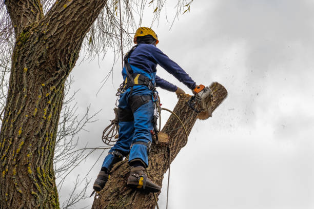 Best Tree Preservation Services  in Fairforest, SC